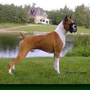 Meet your Posher, Alfredo